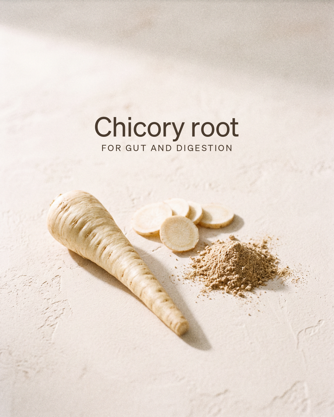 Chicory root, for gut and digestion