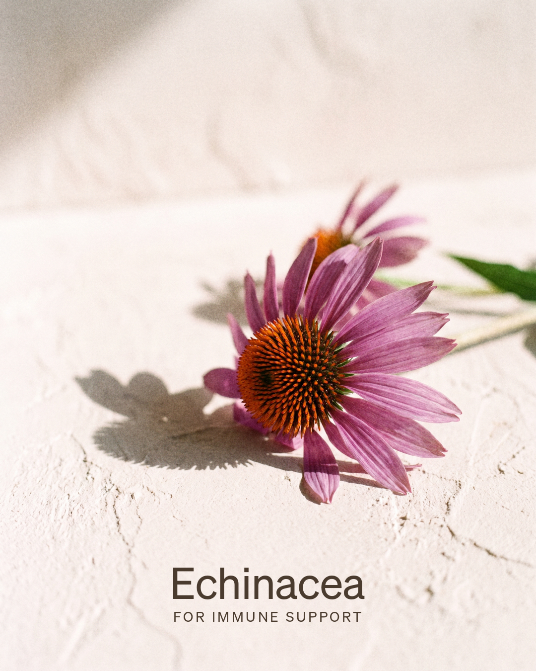 Echinacea, for immune support