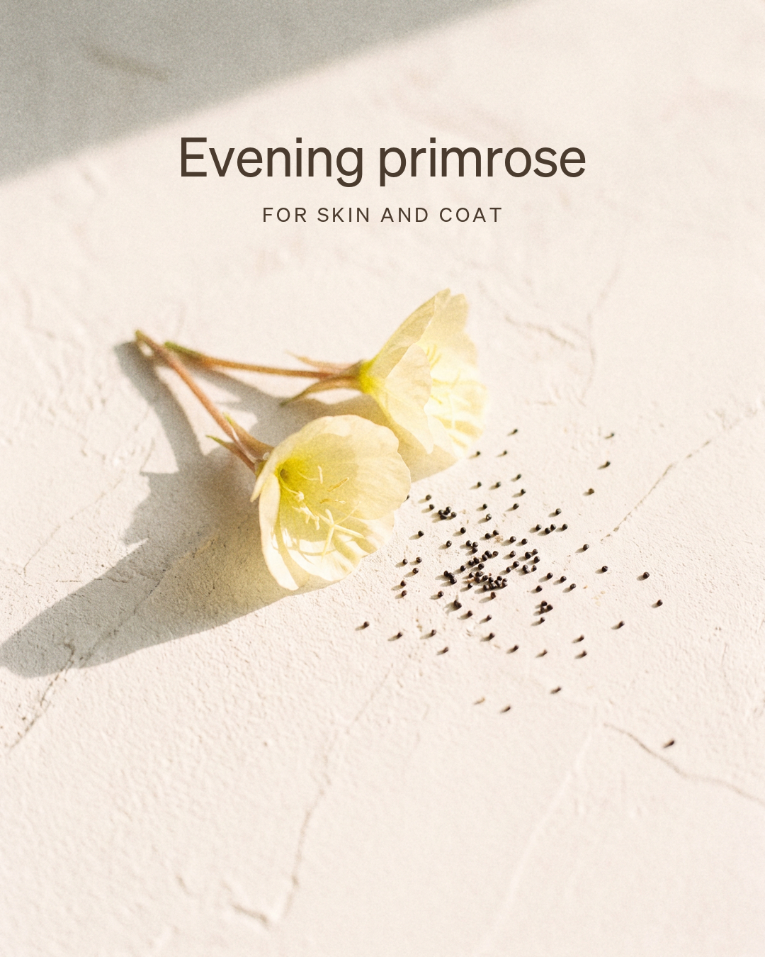 Evening primrose, for skin and coat