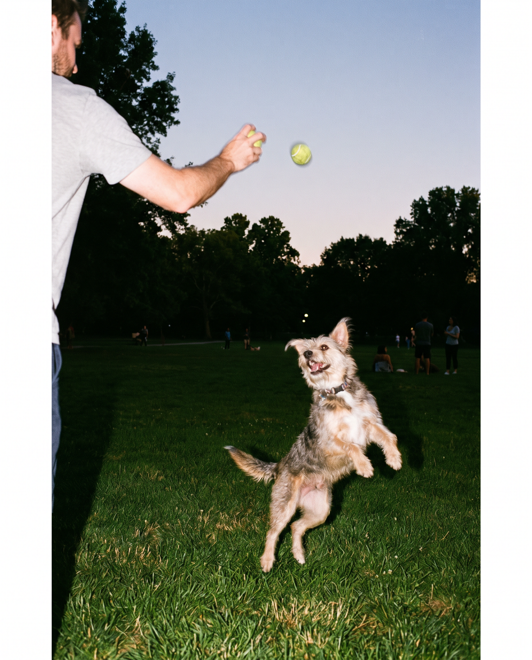 Man speelt apporteren met hond in het park
